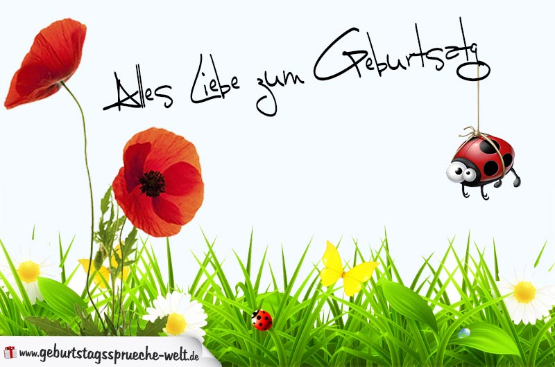 43+ Spruch mohnblume , Geburtstagskarte mit Blumenwiese, Mohnblume und Marienkäfer für jedes Alter Geburtstagssprüche
