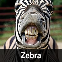 Geburtstagskarten mit Zebras